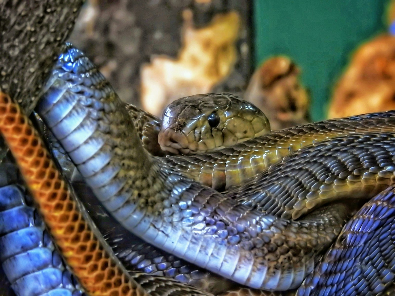 Gray cobra snake on a tree