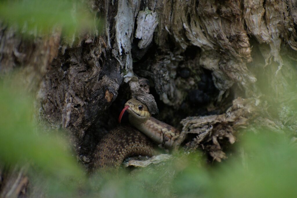 A python peeking its head out in a tree