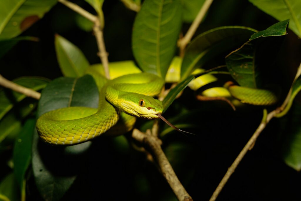 Smooth green snake on a leaf