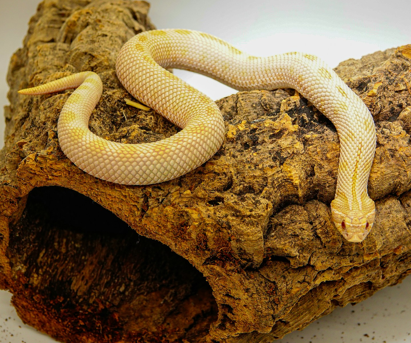 Yellow and white python on a branch