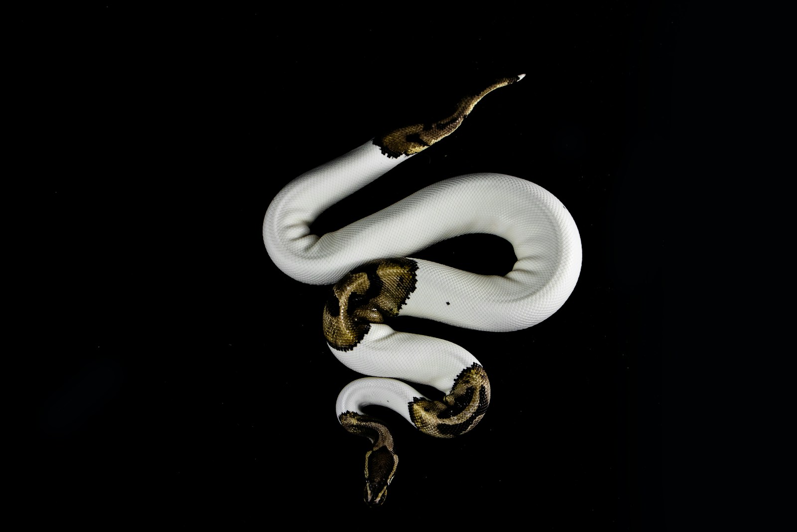 White and brown snake on black background