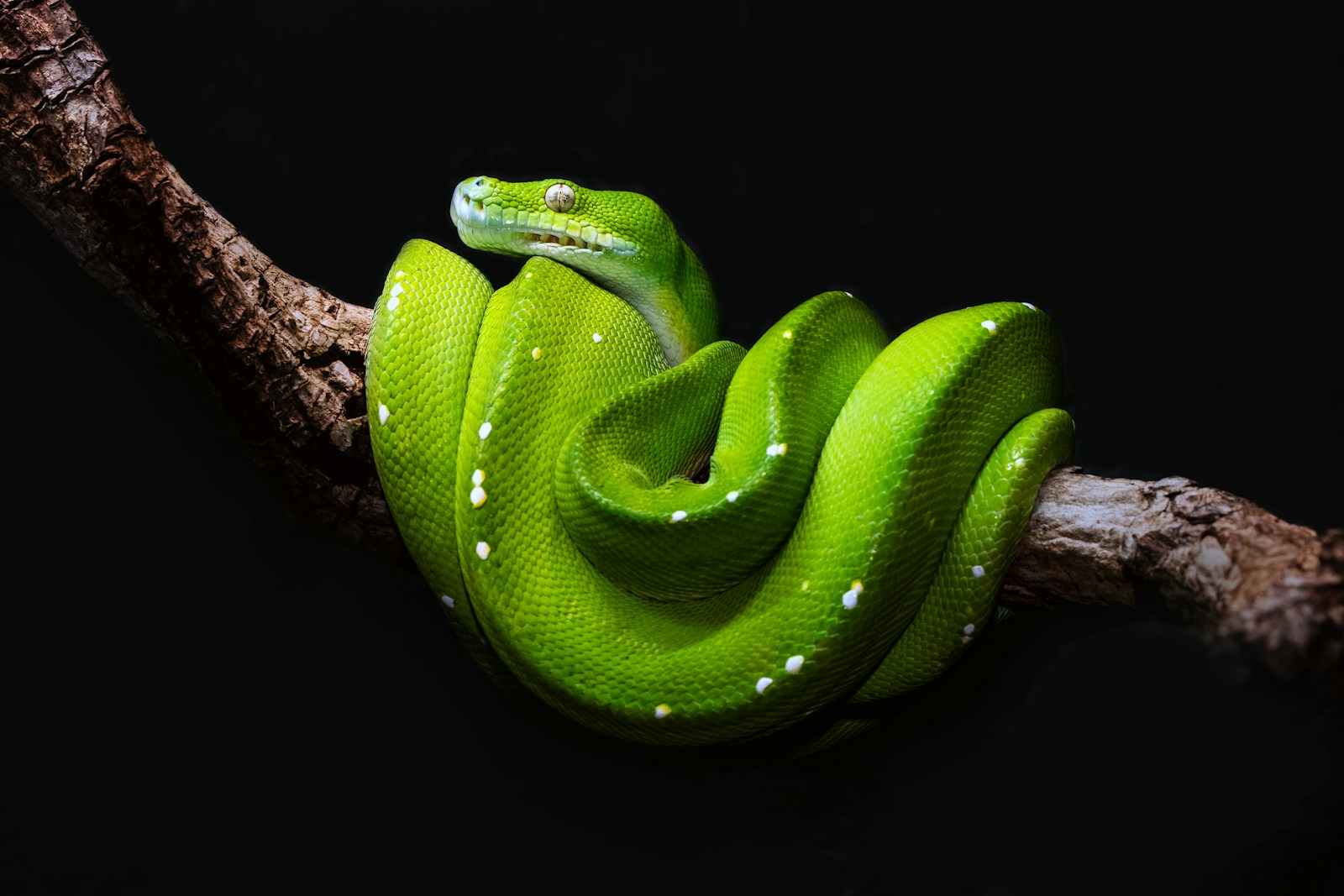 Green snake on brown tree branch