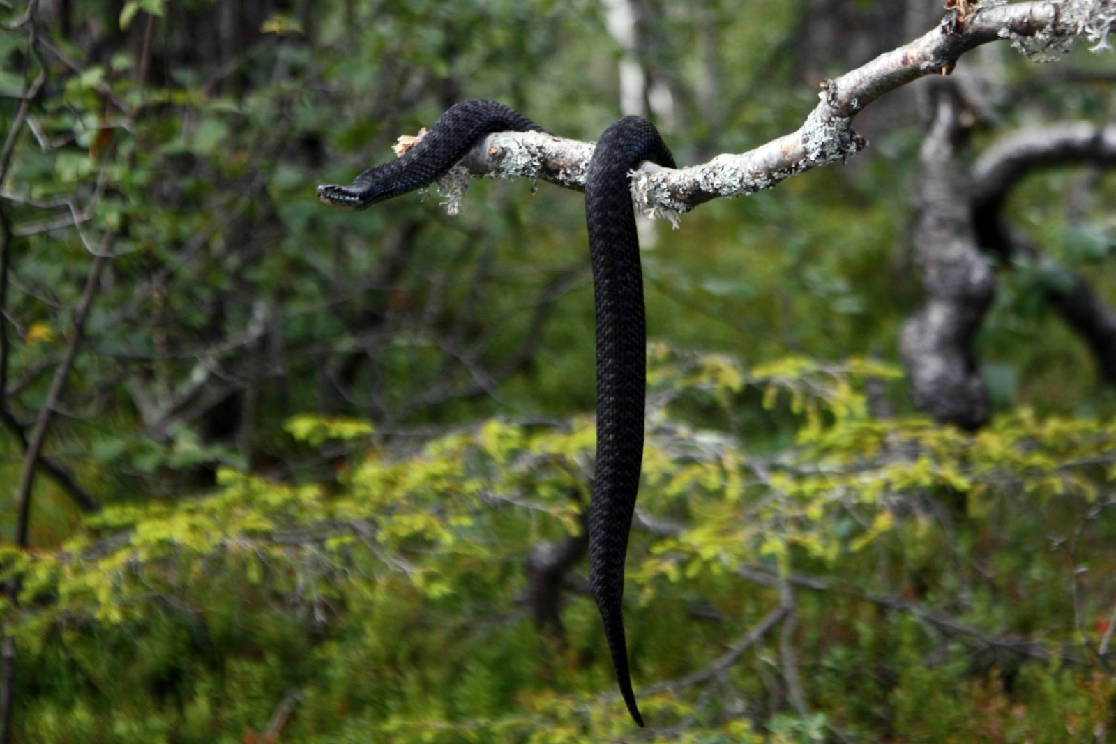 Black snake on a tree branch in a forest