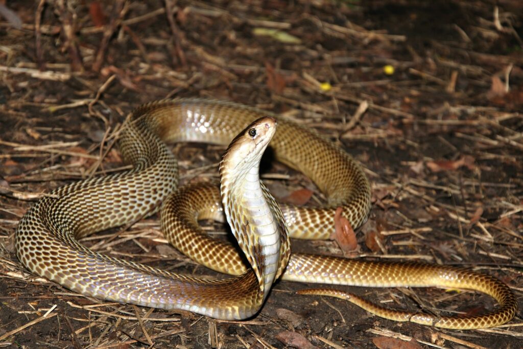 A cobra on the ground