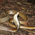 A cobra on the ground