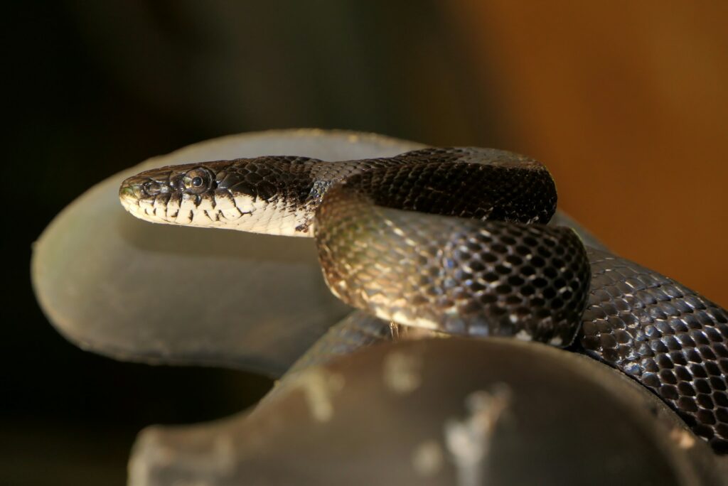 Black Snake