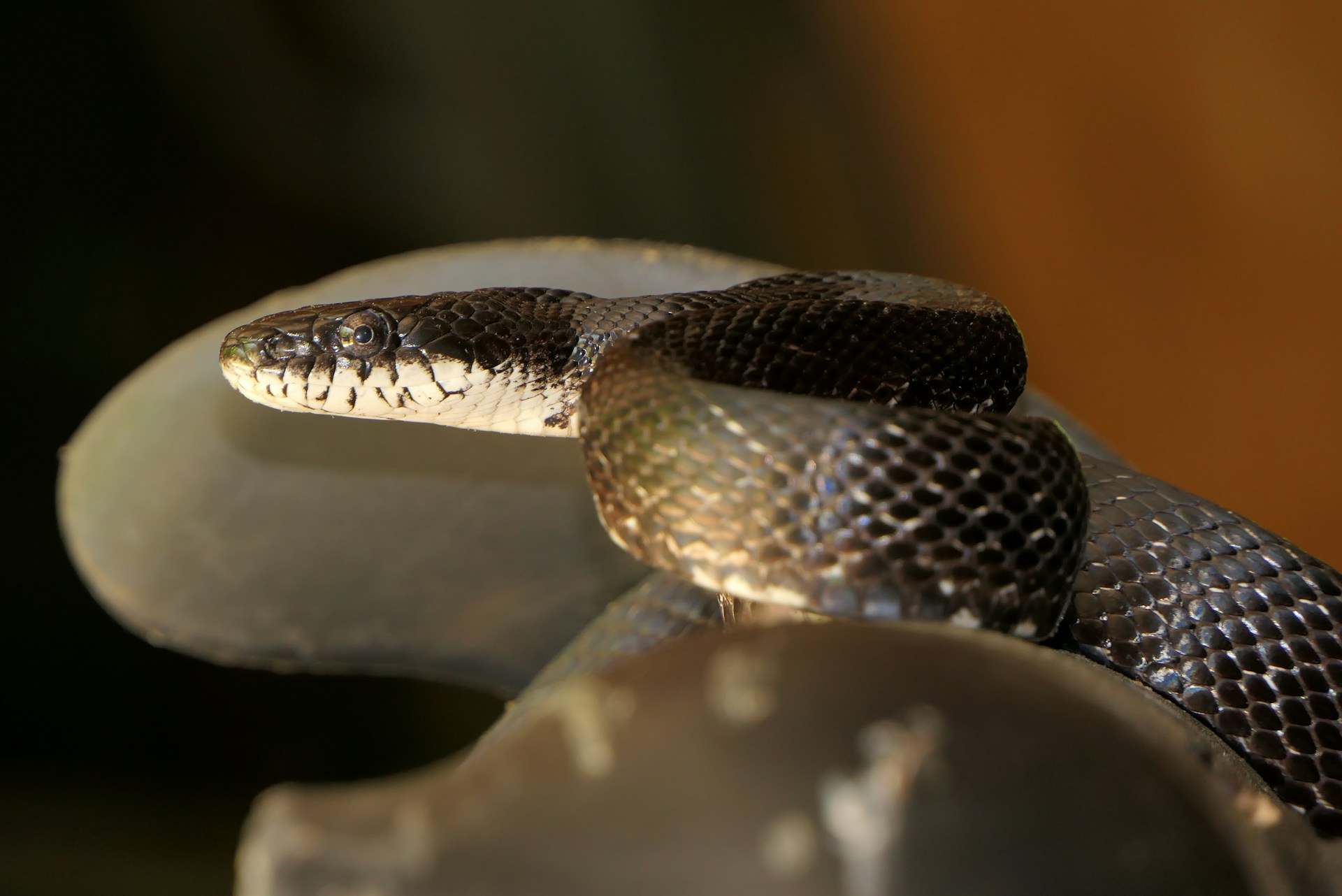 Black Snake