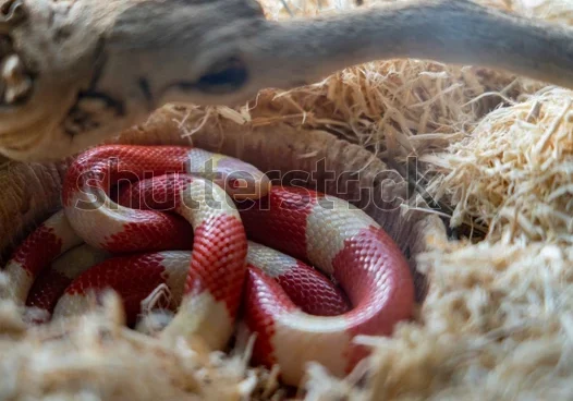 pet-king-snake-tank- Shutterstock