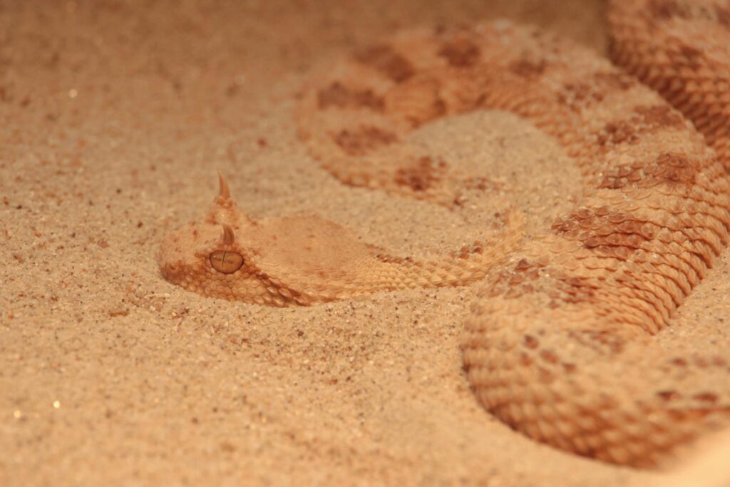 Viper Snake