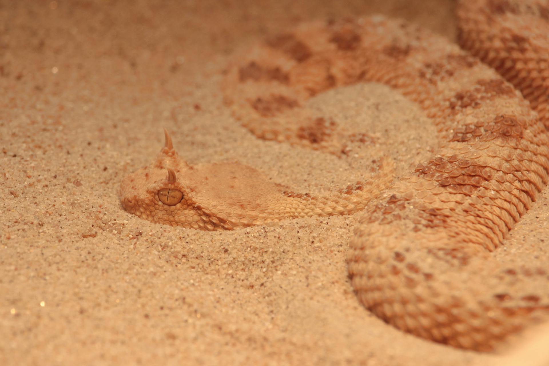 Viper Snake
