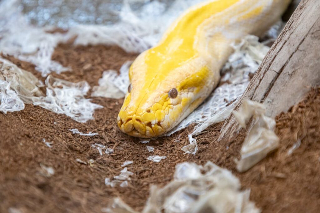 Python snake