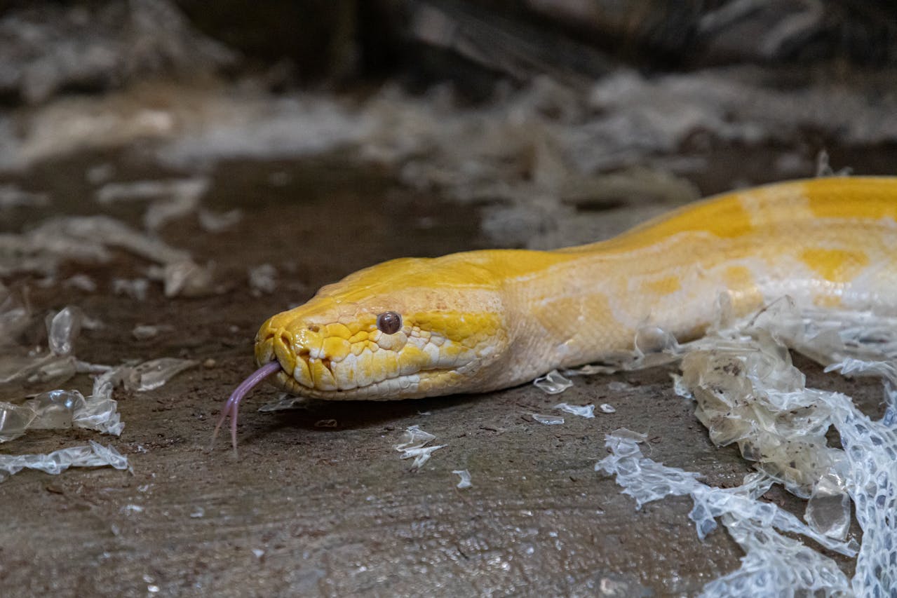 Snake Skin Python
