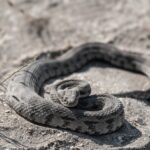 snake on rock realxing