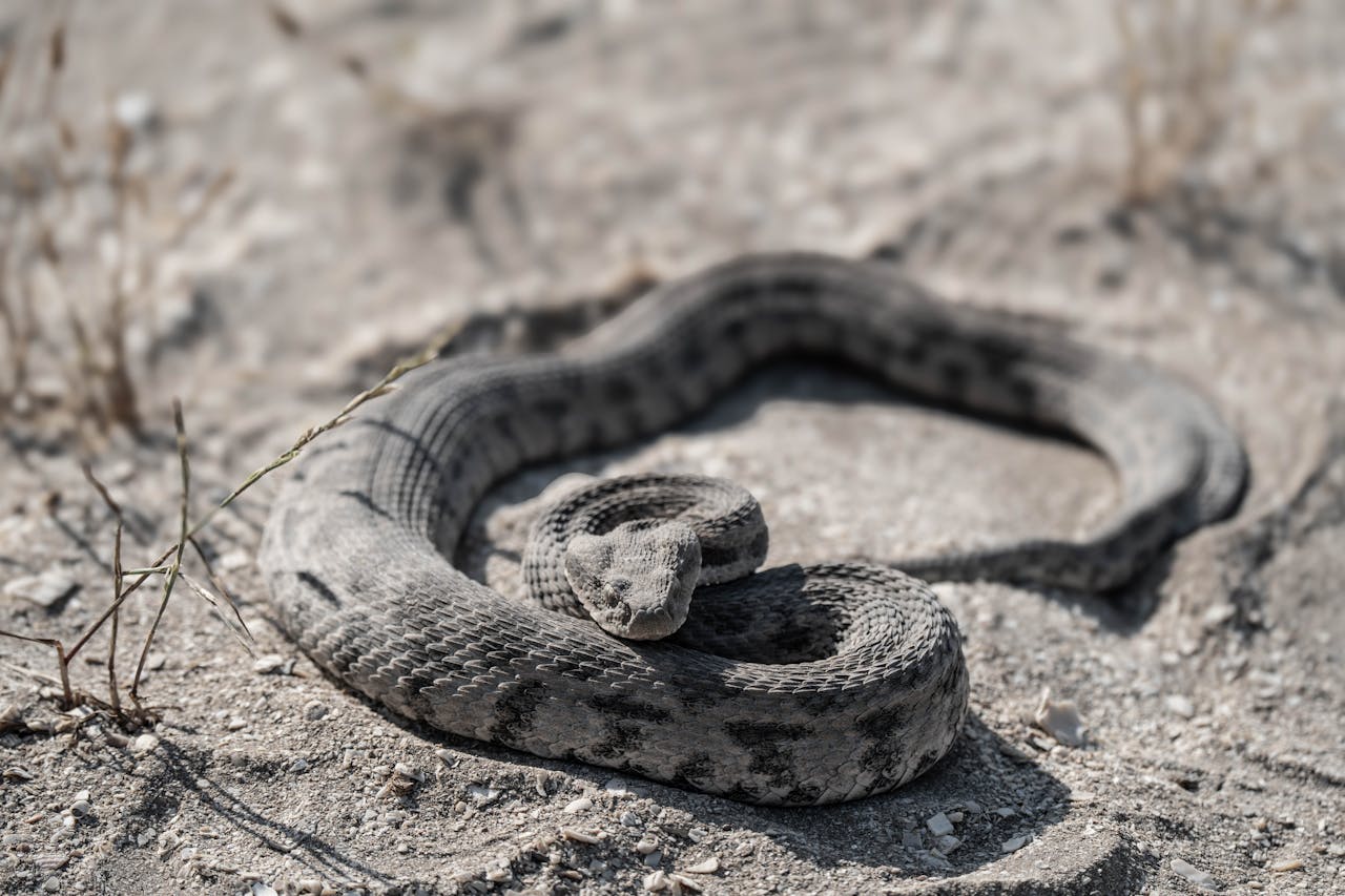 snake on rock realxing