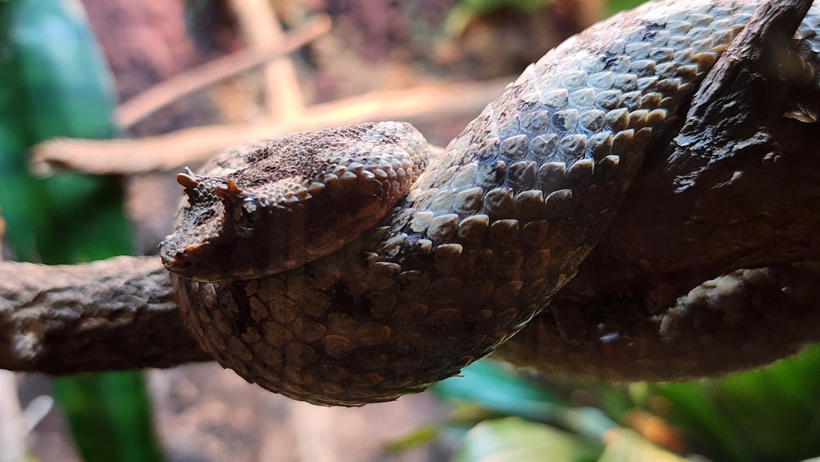 a close up of a snake on a tree branch