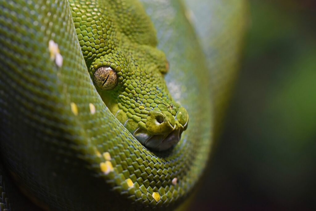closeup photography of green snake