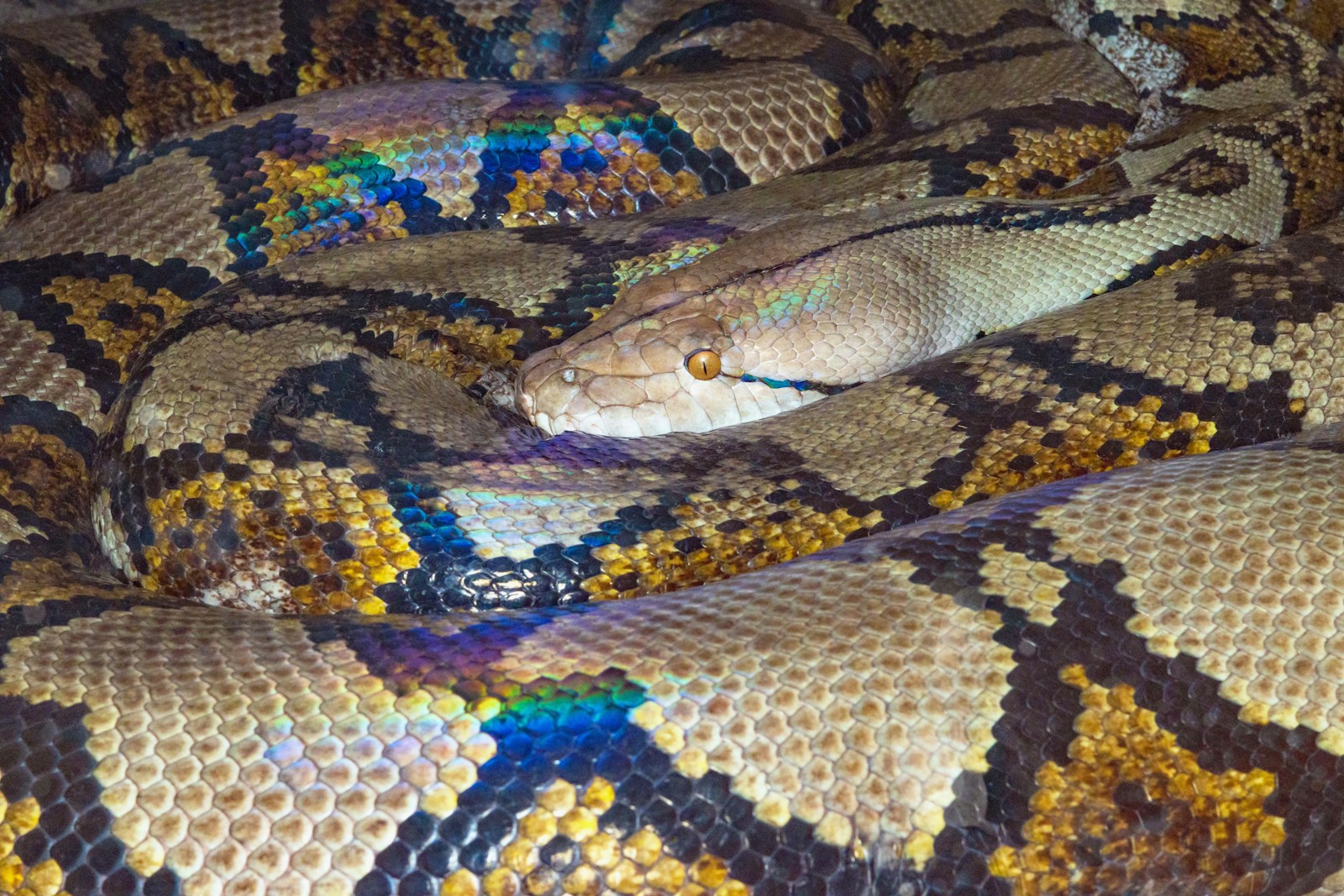 A close up of a snake