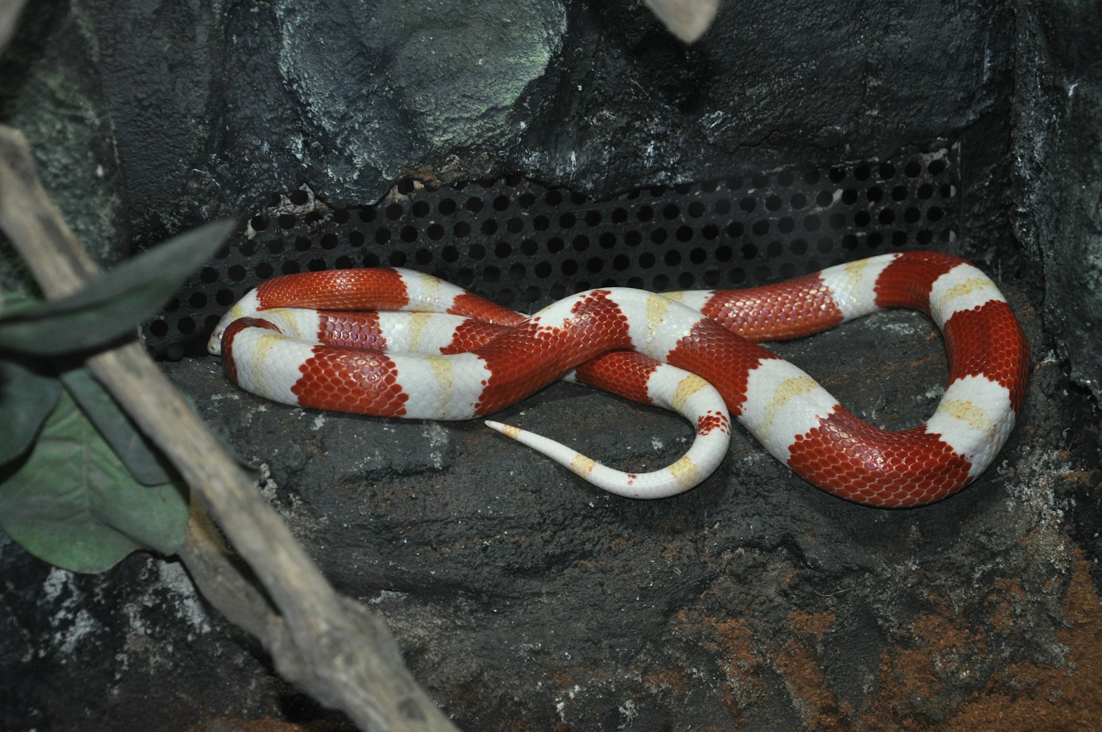 A kingsnake laying on a rock