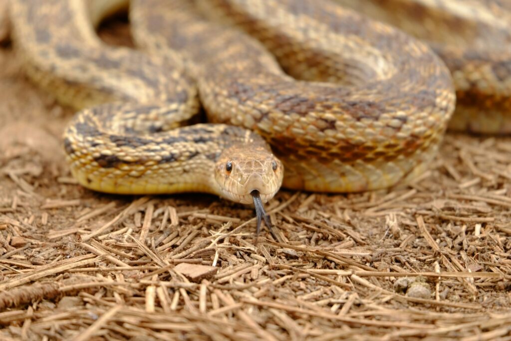 Brown gopher snake with its tongue out