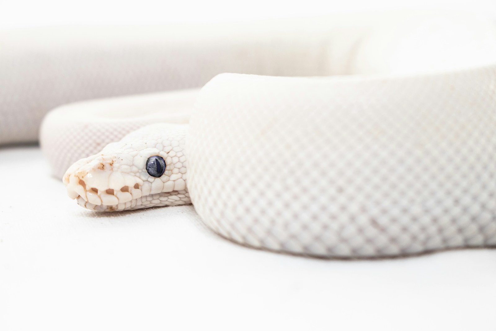 White python on a white surface