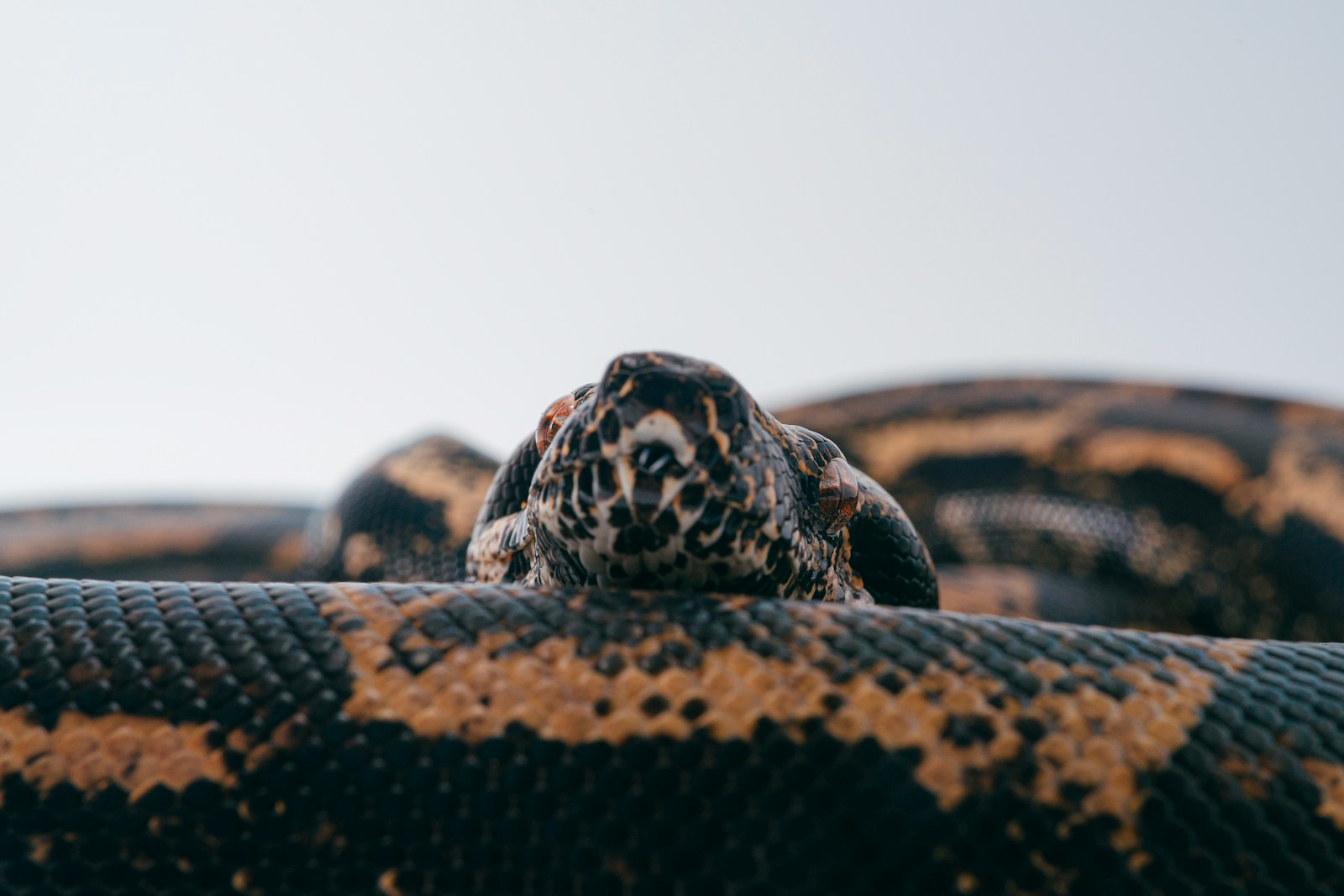 Black and brown boa snake on brown soil