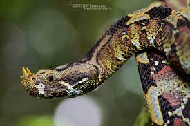rhino viper- Inaturalist