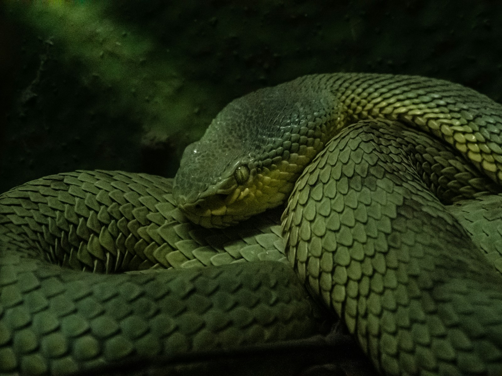 A close up of a green viper snake curled up