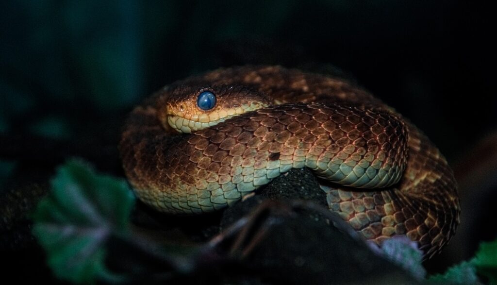 A close up of a python on a branch