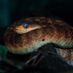 A close up of a python on a branch