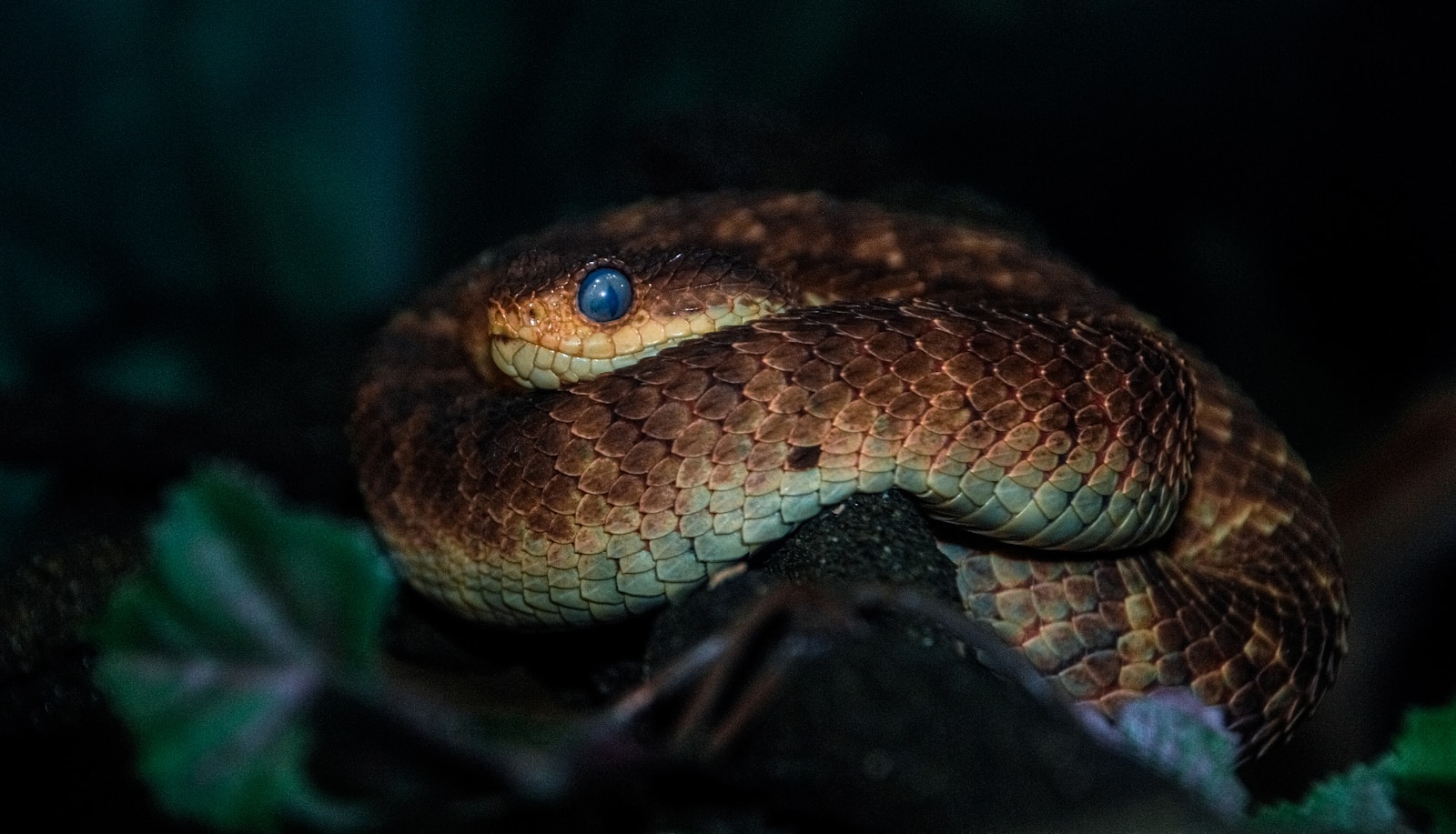 A close up of a python on a branch