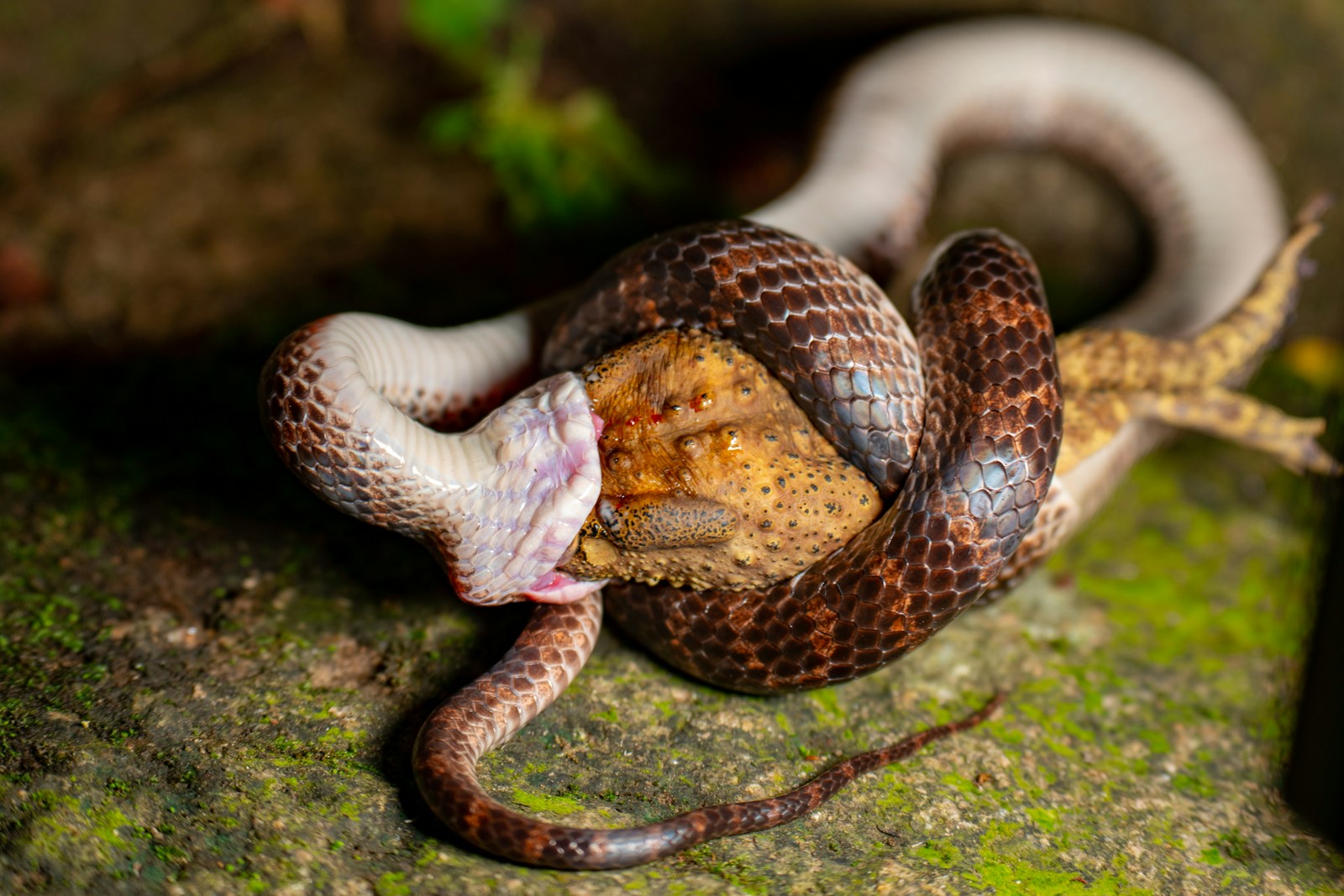 Brown snake eating its prey on the ground