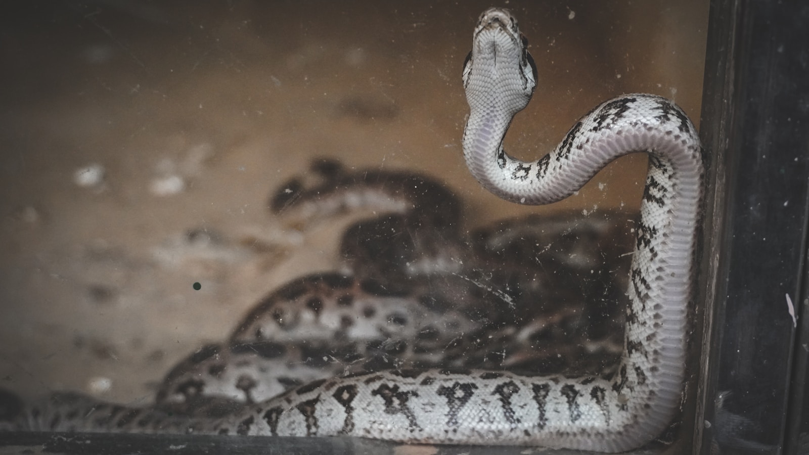 a snake in a hole