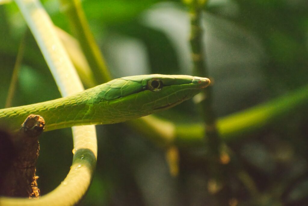 a close up of a green snake on a branch