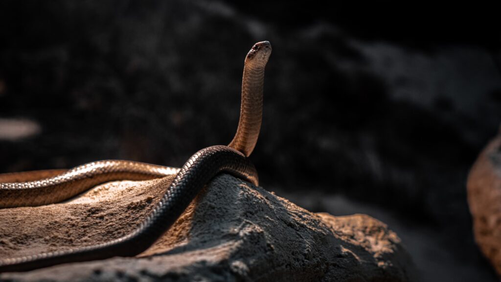 Black snake on a rock