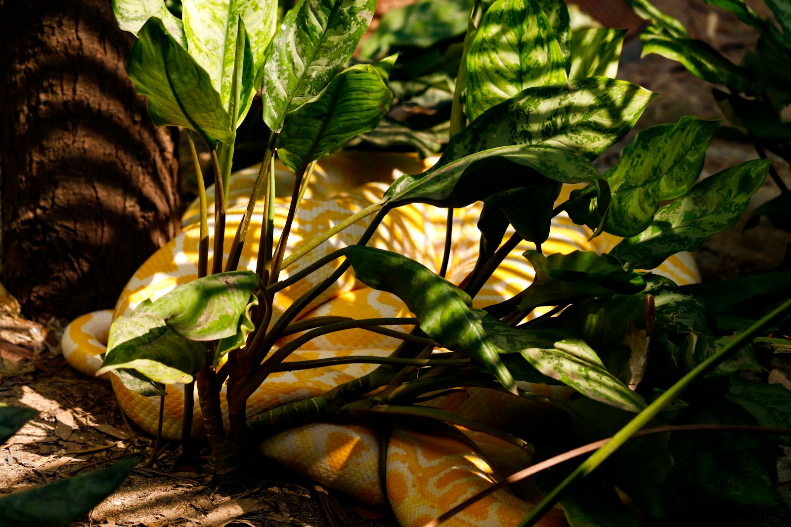 Yellow python snake hidden between green leaves