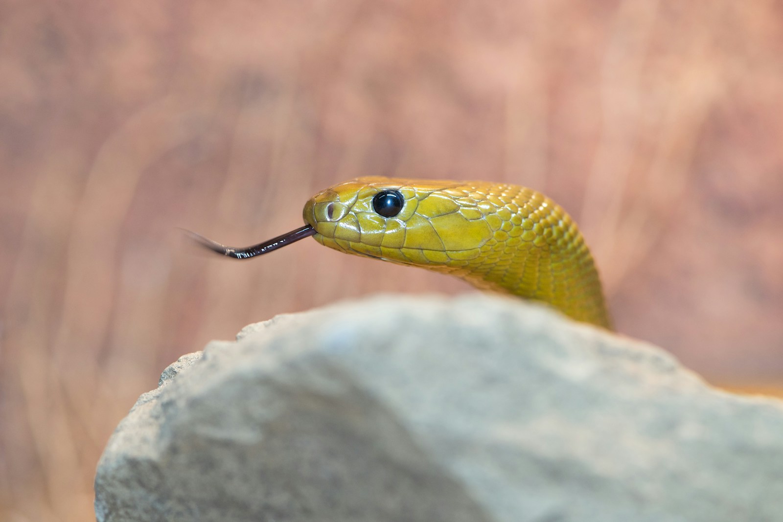 Yellow snake on a rock