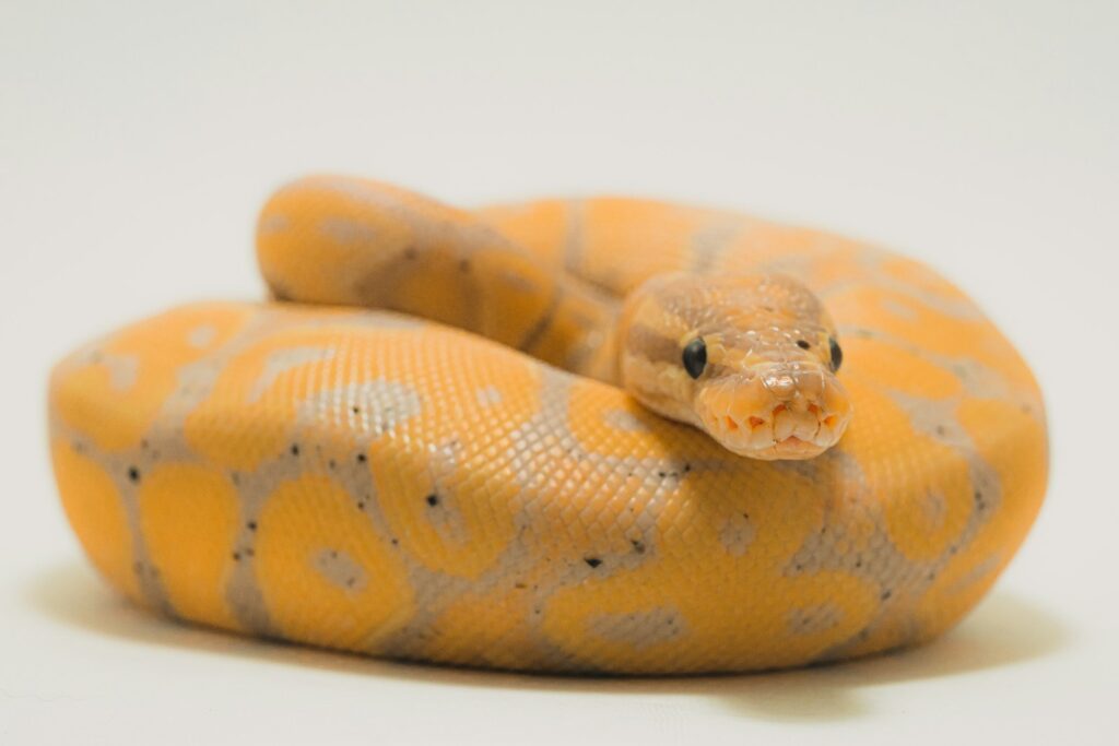 Yellow and beige python on a white surface