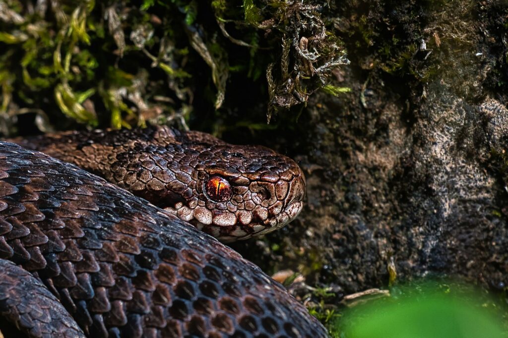 Brown and black snake
