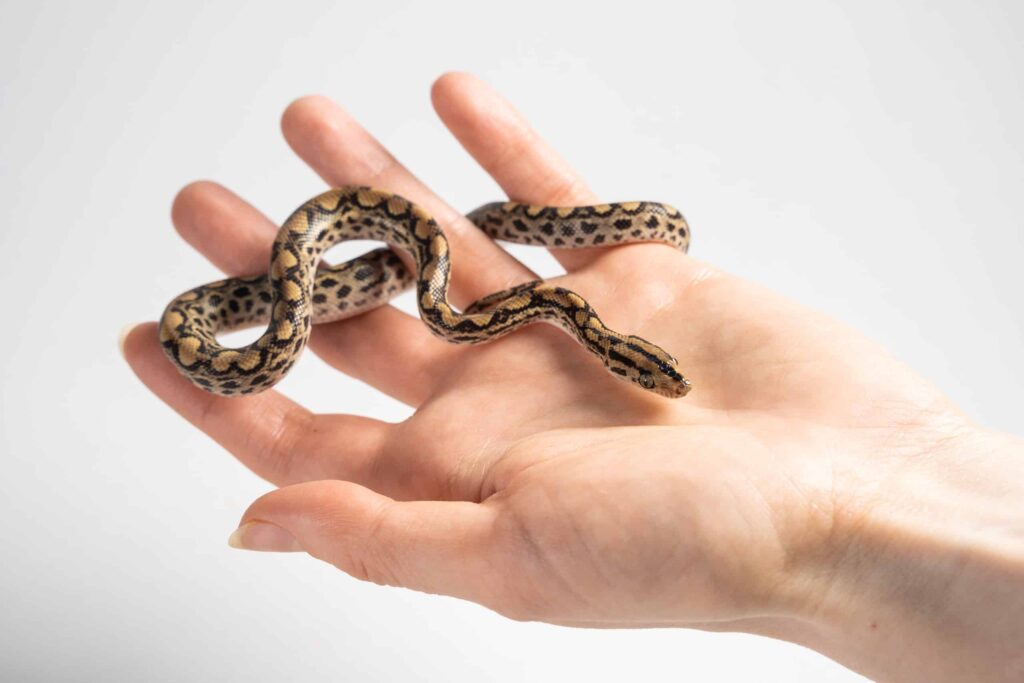 small pet snake- A- Z Animals