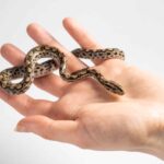 small pet snake- A- Z Animals