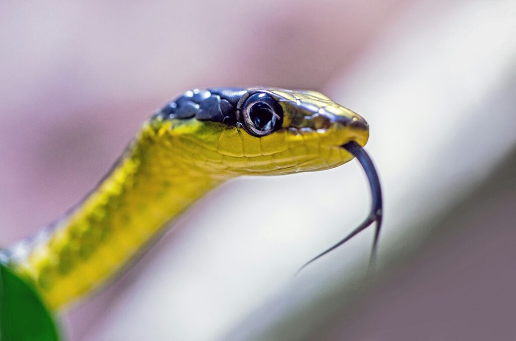 Tongue of a yellow and black snake.