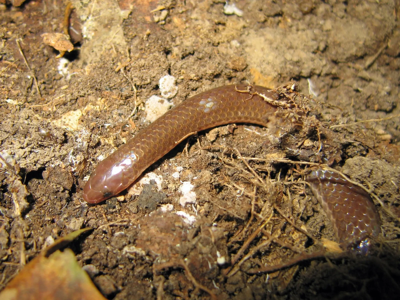 The eastern worm snake (Carphophis amoenus amoenus )- image via wikipedia