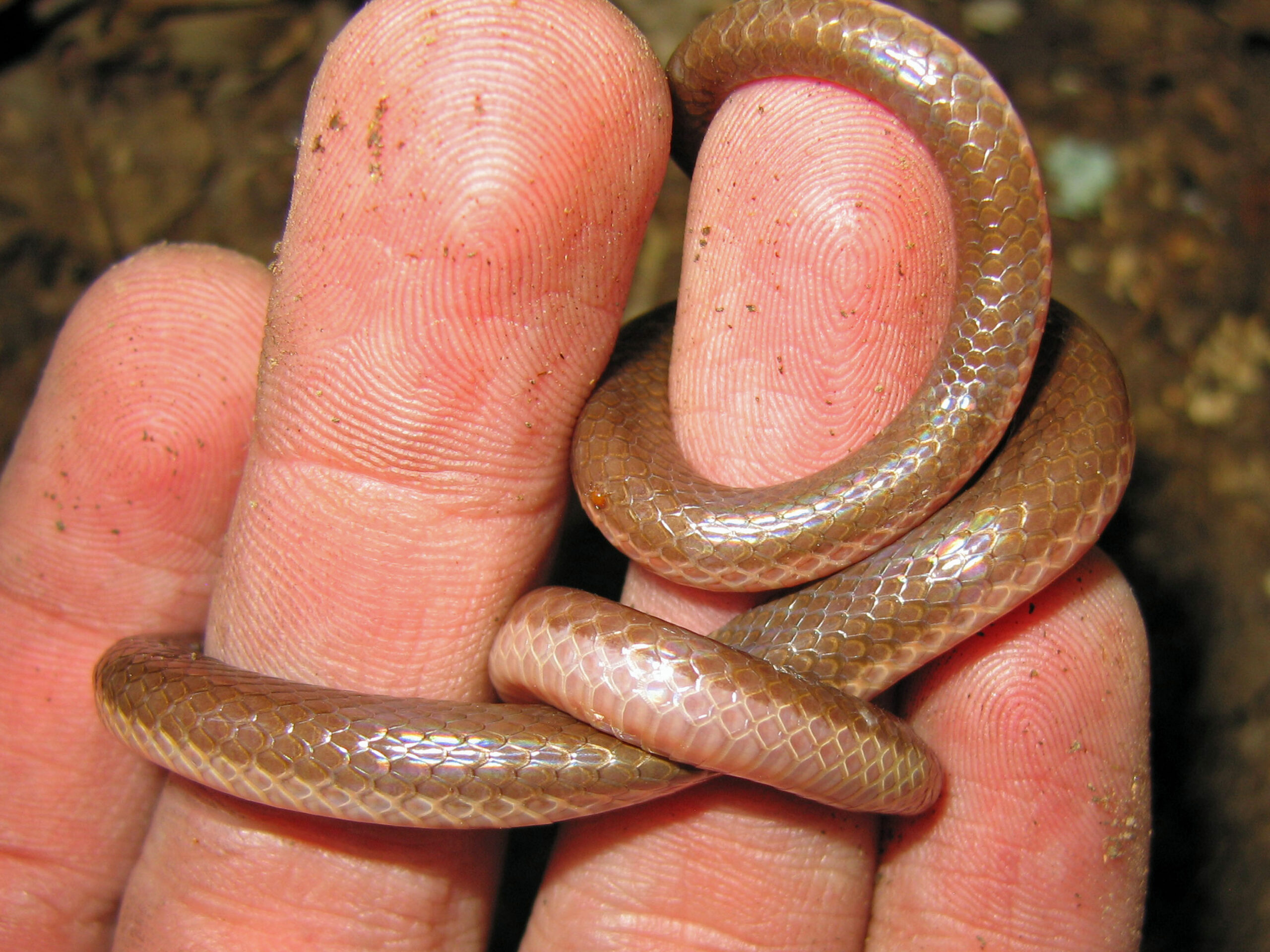 The eastern worm snake (Carphophis amoenus amoenus )- image via Wikimedia commons