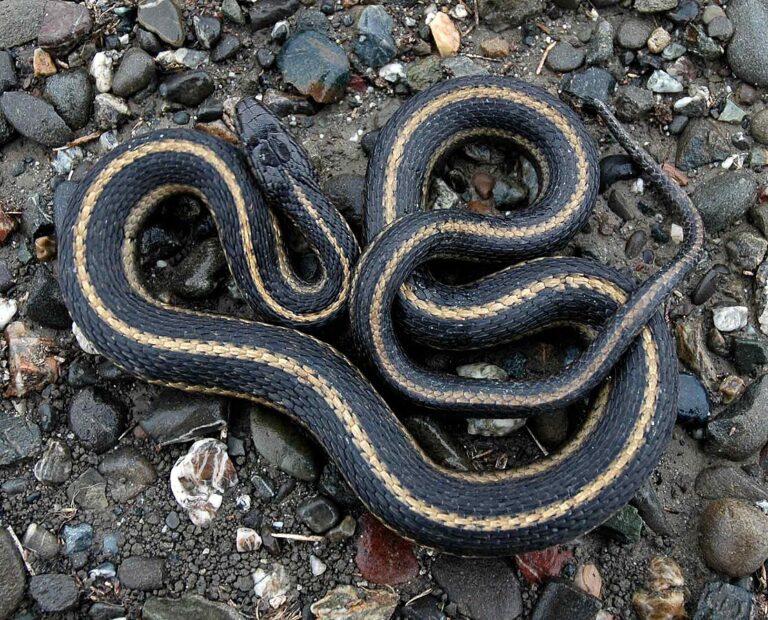 5 Snakes That Can Survive in Snow-Covered Environments