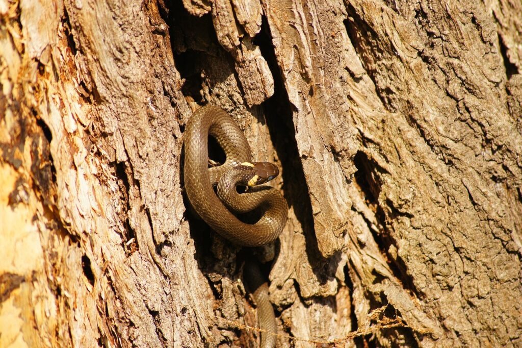 snake climbing rock