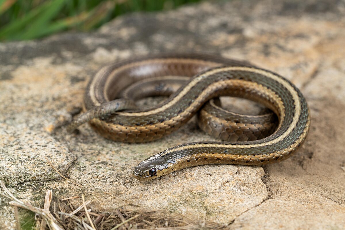 Thamnophis brachystoma- image by evangrimes via Wikimedia commons