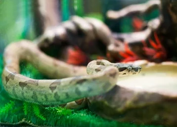 snake-terrarium- Shutterstock