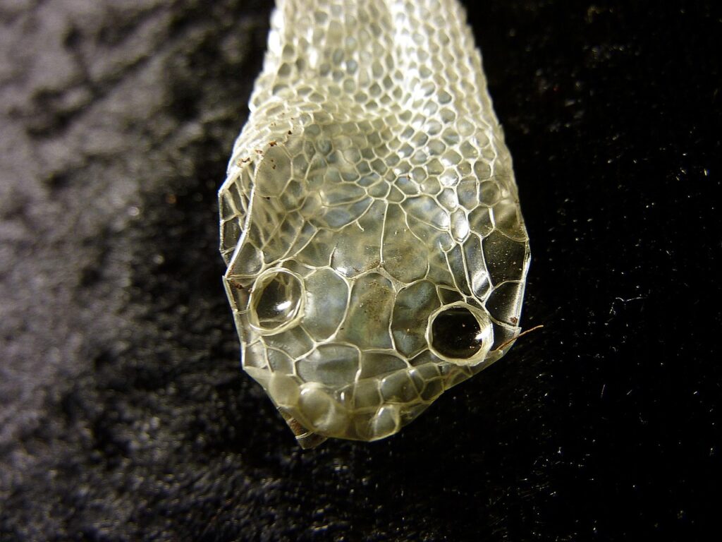 Snake Skin