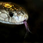 A close up of a viper snake with its tongue out