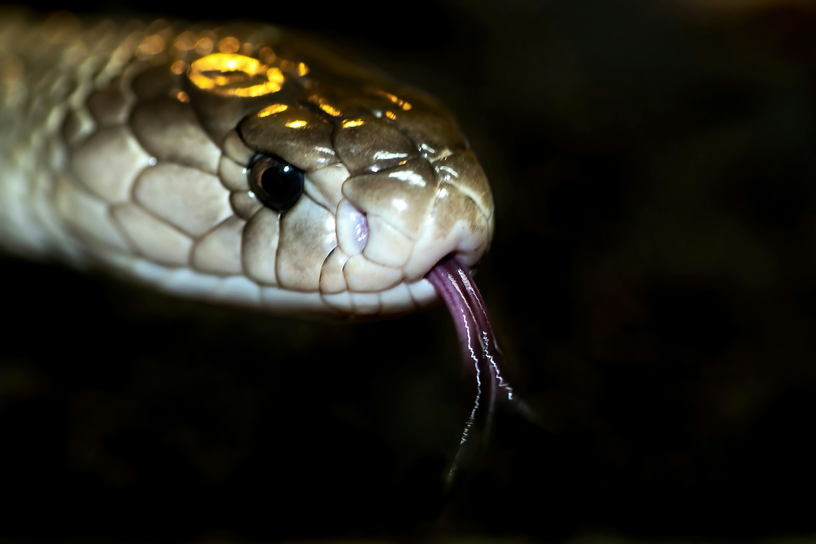 A close up of a viper snake with its tongue out